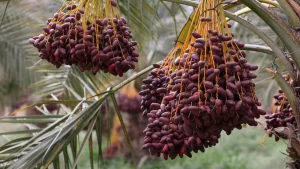 Cultive em casa um dos frutos mais antigos de todo o mundo