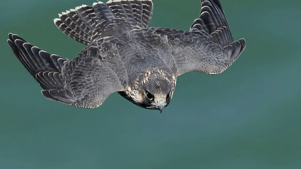 Esse animal pode chegar a quase 400 km/h e seus ataques são praticamente invisíveis esse animal pode chegar a quase 400 km h e seus ataques s o praticamente invis veis 13f38250