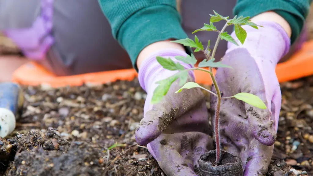 horta caseira o novo xod de quem quer mais sa de e sustentabilidade 9c8147dc