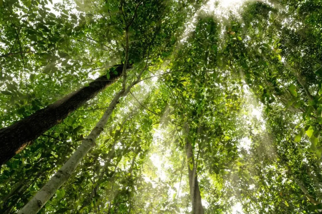 Maior fundo climático do mundo vai investir US$ 1,225 bi; Brasil será beneficiado maior fundo clim tico do mundo vai investir us 1 225 bi brasil ser beneficiado e5e15a38