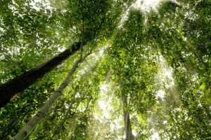 Maior fundo climático do mundo vai investir US$ 1,225 bi; Brasil será beneficiado