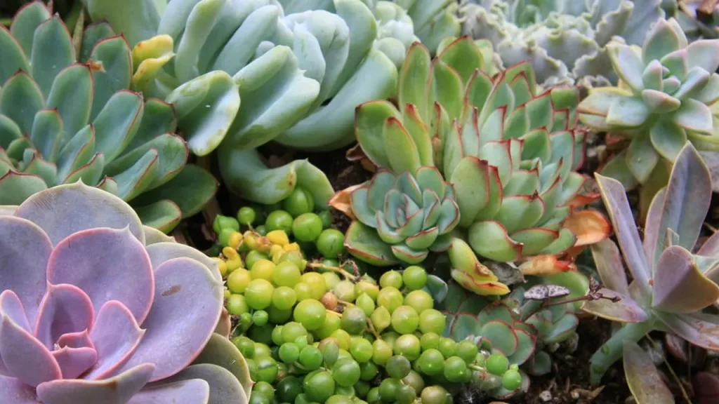 O que você precisa saber antes de plantar suculentas direto no chão o que voc precisa saber antes de plantar suculentas direto no ch o 7f5db506