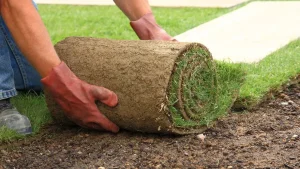 O segredo das plantas tapete para manter seu jardim livre de pragas