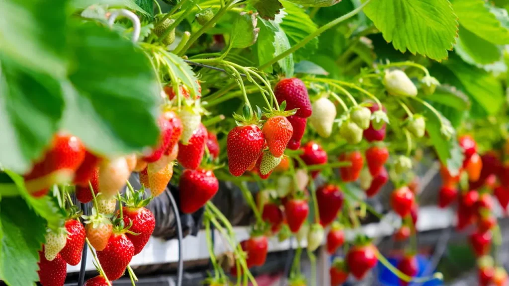 Os truques que fazem morangos crescerem doces e firmes em qualquer cantinho os truques que fazem morangos crescerem doces e firmes em qualquer cantinho 8ebf5810