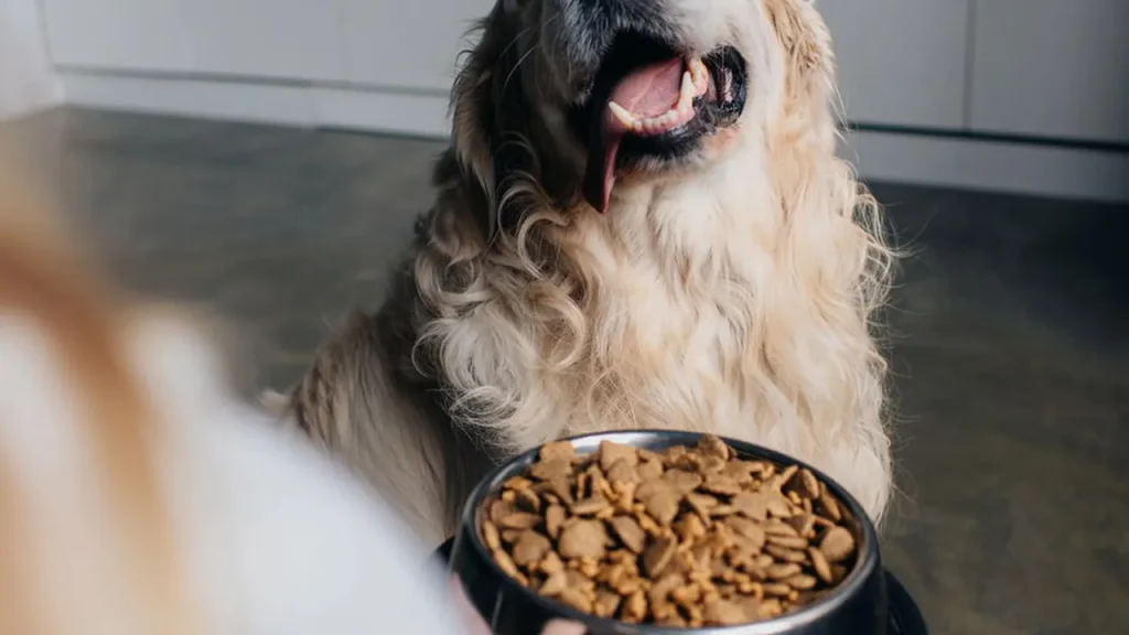 Qual é o melhor alimento para seu pet entre carne, ração e vegetais qual o melhor alimento para seu pet entre carne ra o e vegetais ab369d70