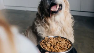 Qual é o melhor alimento para seu pet entre carne, ração e vegetais