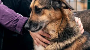Quem faz carinho em cães na rua tem algo em comum