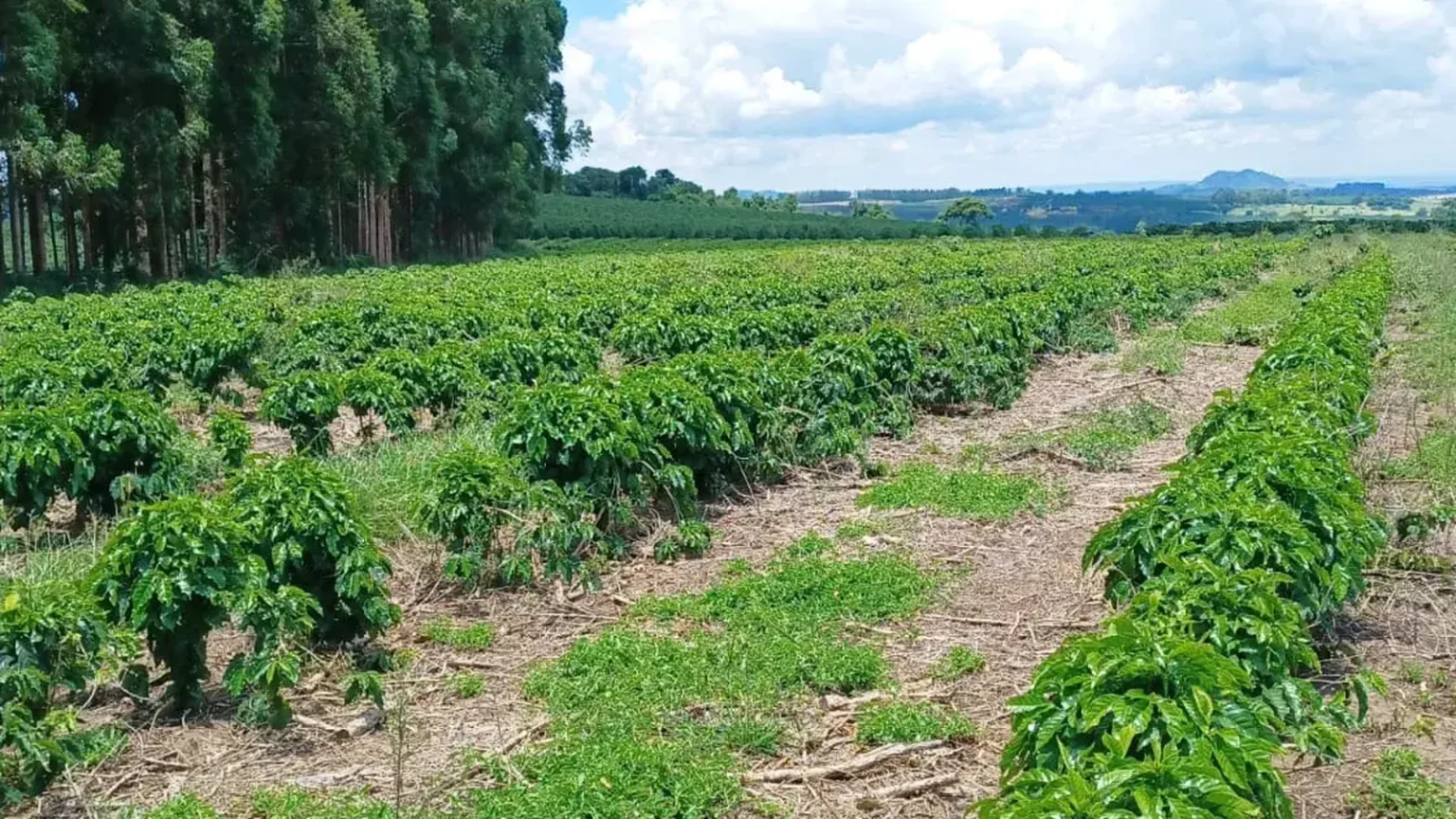 Recomposição de estoques de café precisaria de pelo menos duas safras, dizem especialistas recomposi o de estoques de caf precisaria de pelo menos duas safras dizem especialistas c8d7ab55