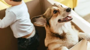 saiba os benef cios de ter um cachorro em casa segundo especialistas de harvard 34b12a85