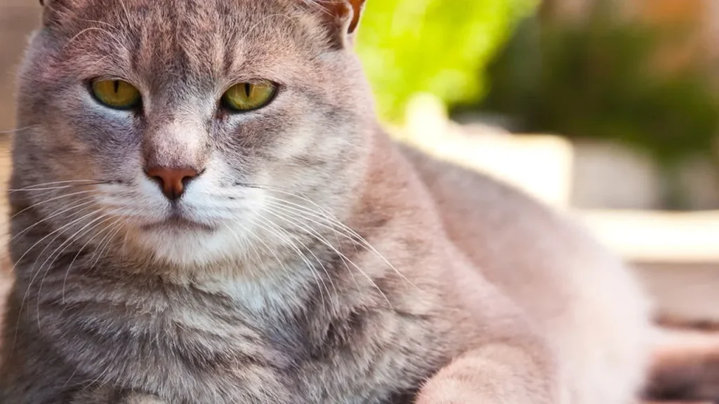 ser que seu gato reconhece o pr prio nome quando voc chama por ele eaf593f8
