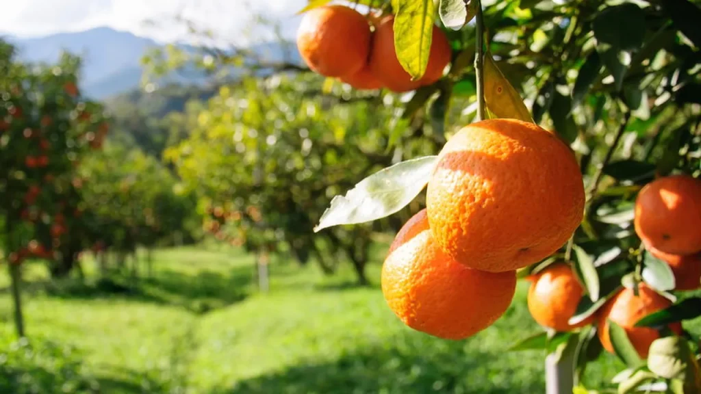 truques que fazem a laranjeira em vaso crescer forte e dar frutos 4673e6c7