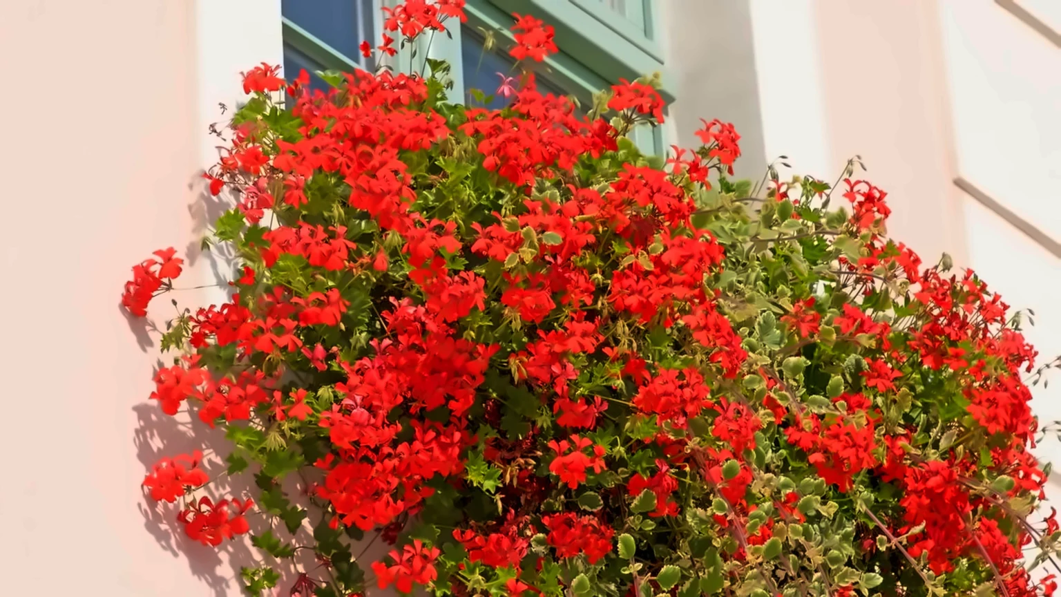 As 3 plantas que deixam qualquer fachada de casa mais elegante As 3 plantas que deixam qualquer fachada de casa mais elegante