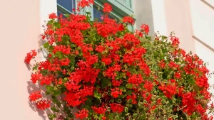 As 3 plantas que deixam qualquer fachada de casa mais elegante