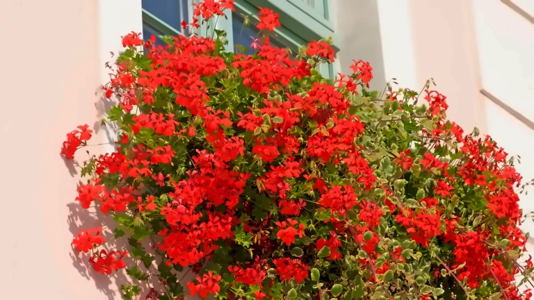As 3 plantas que deixam qualquer fachada de casa mais elegante