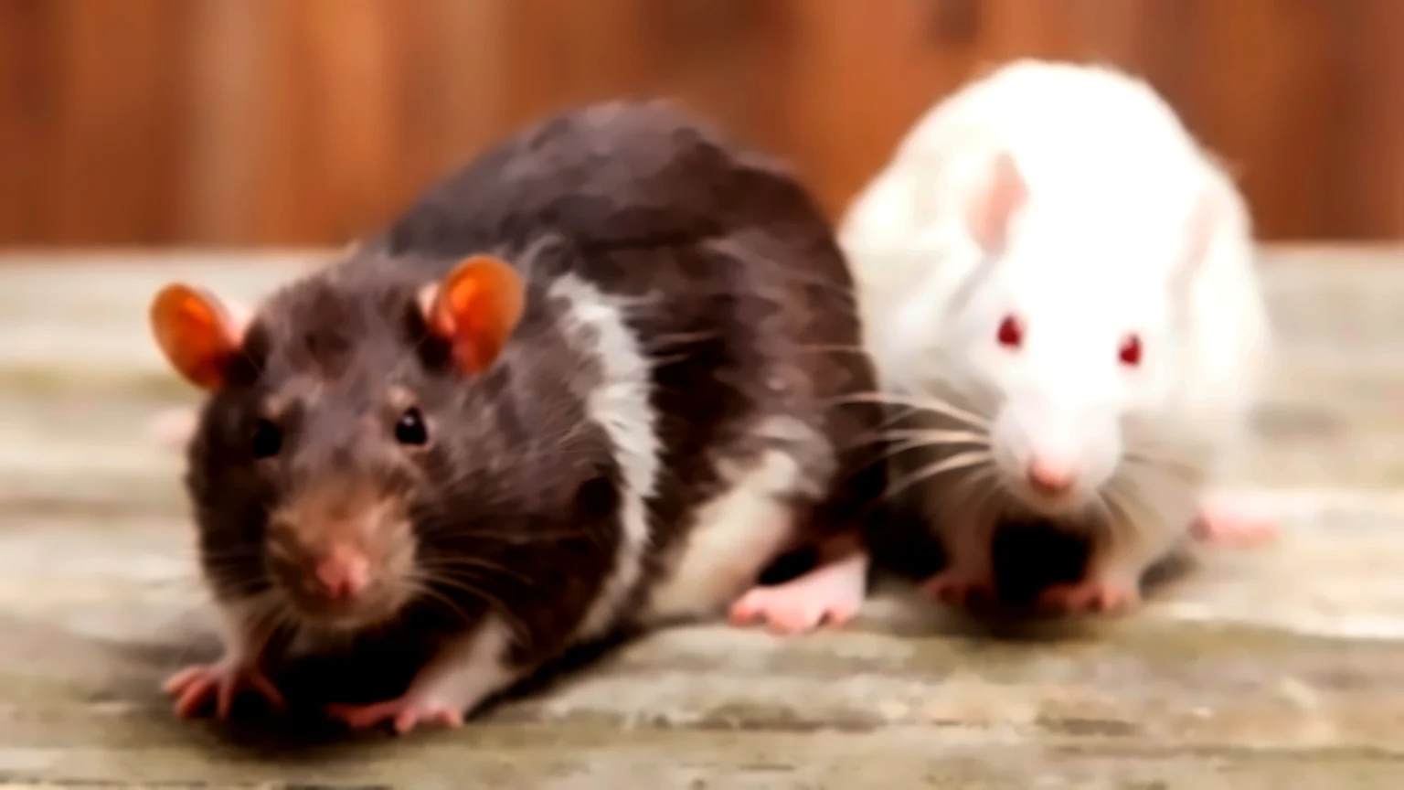 As melhores plantas para afastar ratos da sua cozinha naturalmente