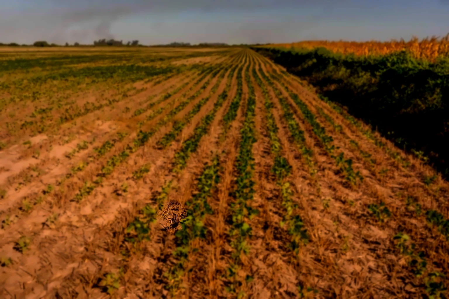 La Niña ressurge e aumenta as chances de seca no Brasil e na Argentina