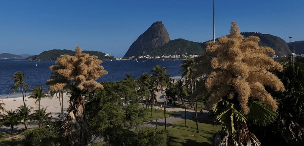Décadas após plantadas, palmeiras raras florescem pela primeira e última vez no Rio Décadas após plantadas, palmeiras raras florescem pela primeira e última vez no Rio