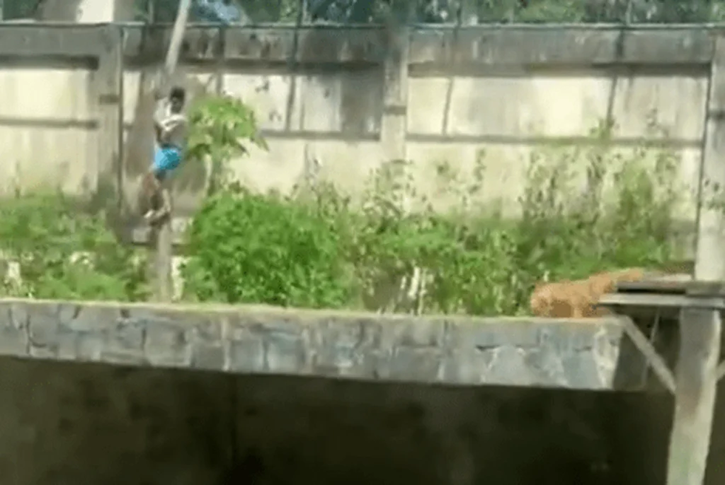 Jovem morto por leoa possuía transtornos mentais e 16 passagens pela Polícia Jovem morto por leoa possuía transtornos mentais e 16 passagens pela Polícia