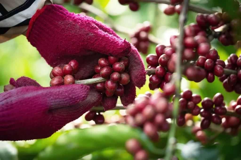 Mudança climática afeta sabor do café brasileiro e impulsiona produção de robusta Mudança climática afeta sabor do café brasileiro e impulsiona produção de robusta
